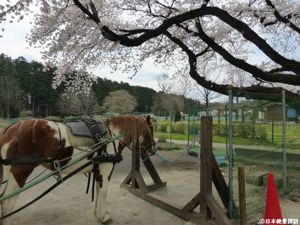 千本松牧場（栃木県那須塩原市）・馬と桜