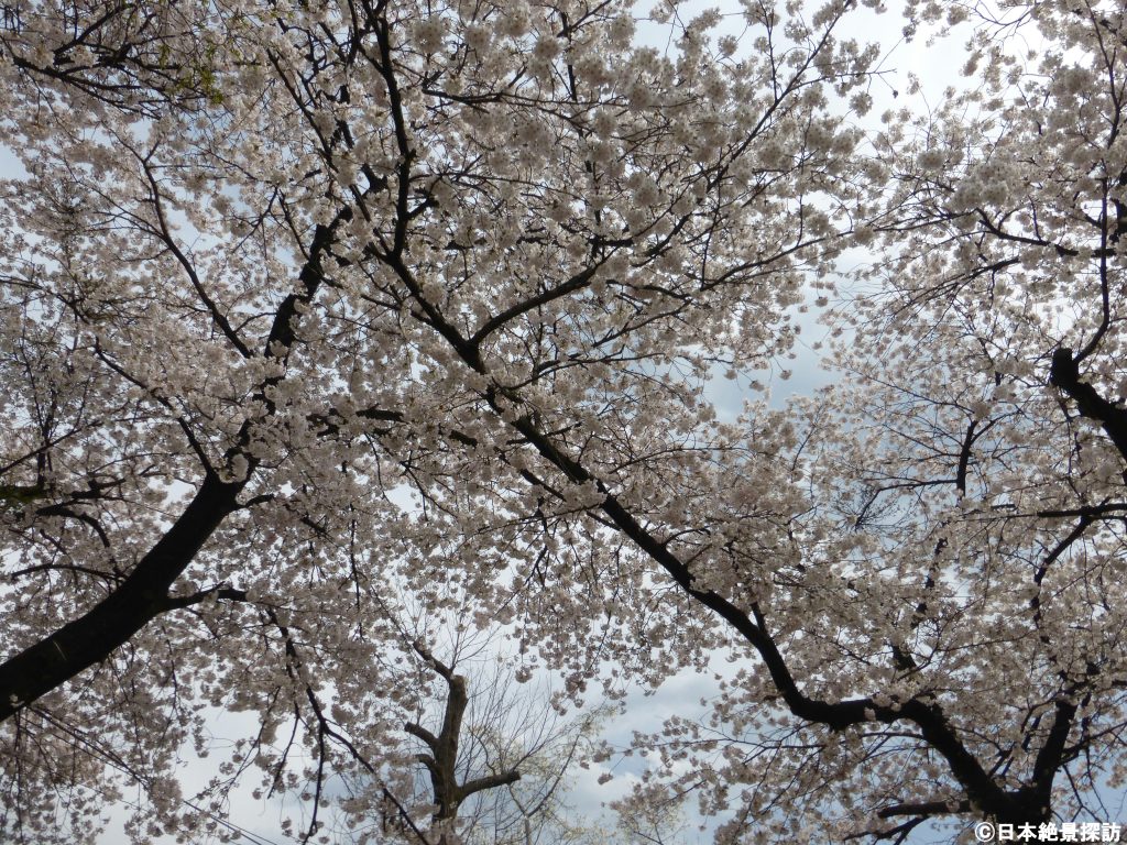 千本松牧場（栃木県那須塩原市）・桜が覆い尽くす