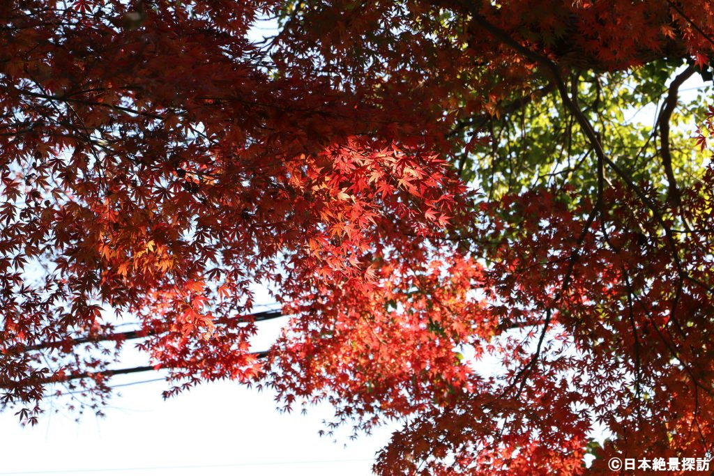 鎌倉宮（神奈川県鎌倉市）・光の裏側から