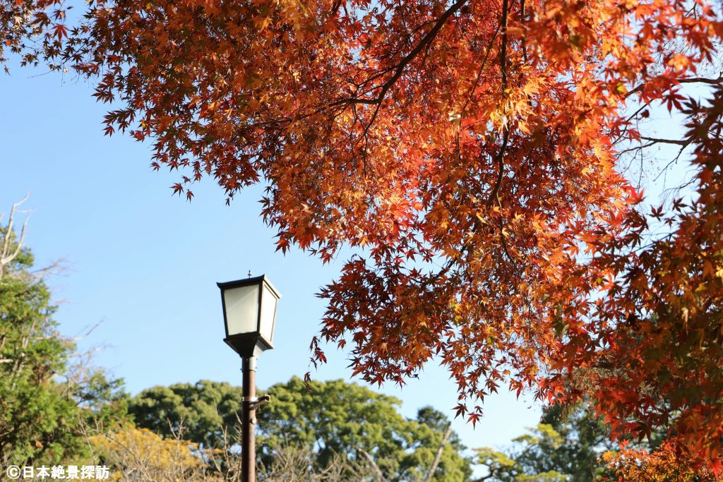 鎌倉宮（神奈川県鎌倉市）・街灯と紅葉