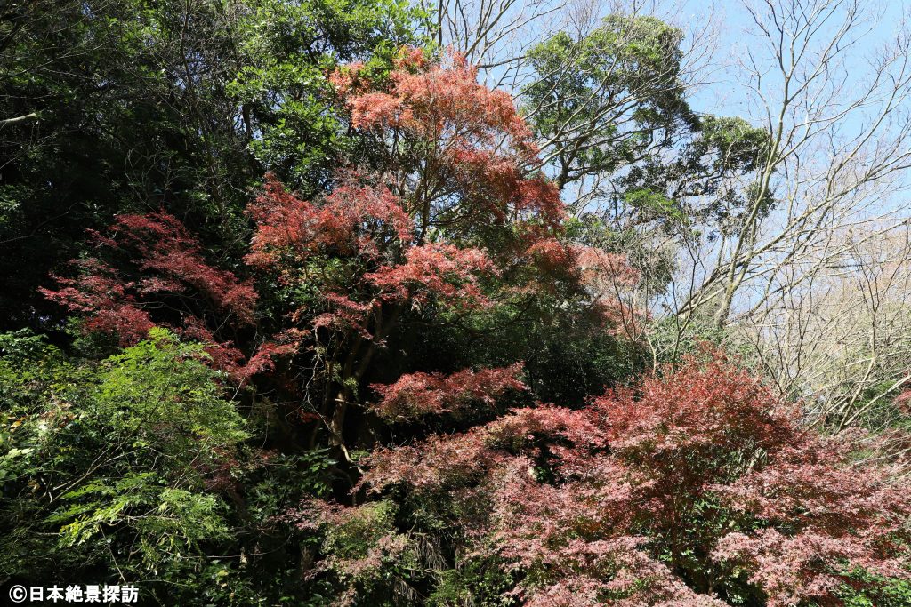 鎌倉宮（神奈川県鎌倉市）・壁のような紅葉