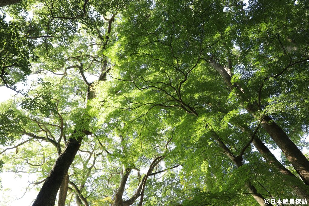 鎌倉宮（神奈川県鎌倉市）・新緑の季節のよう
