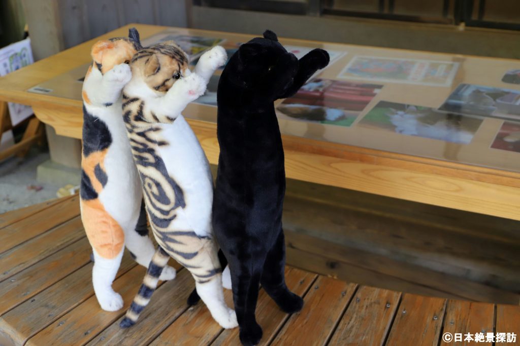 鎌倉宮（神奈川県鎌倉市）・猫が並ぶ！？