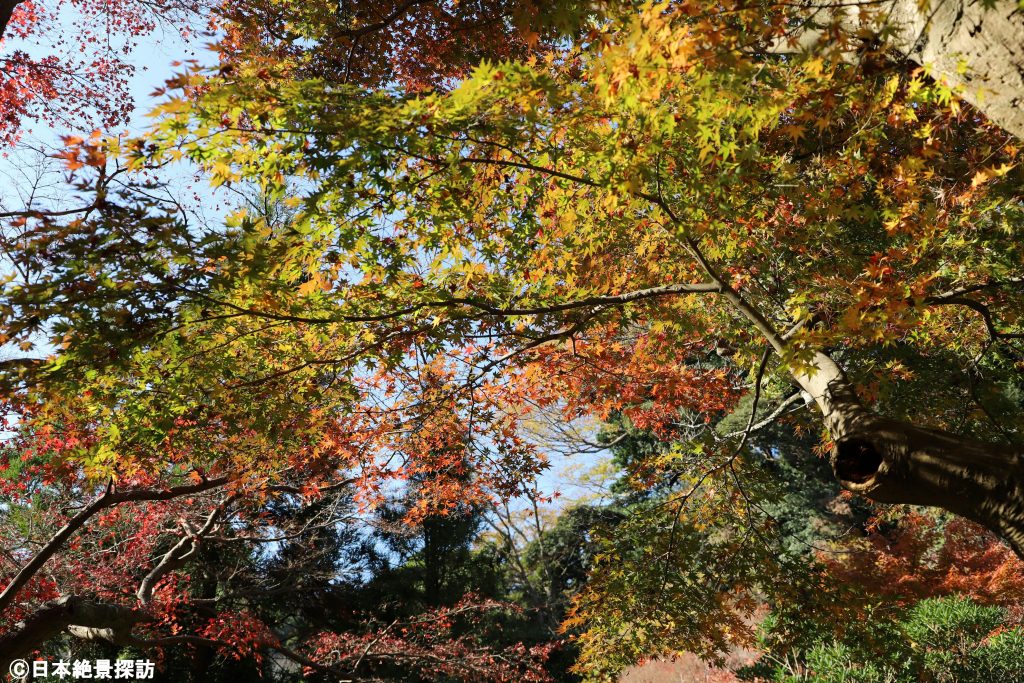 鎌倉宮（神奈川県鎌倉市）・色とりどり