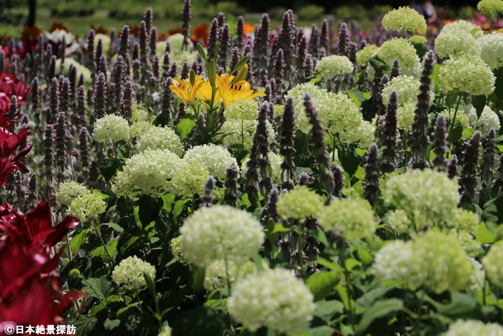 いいでどんでん平ゆり園（山形県飯豊町）・初夏の花々溢れるガーデン