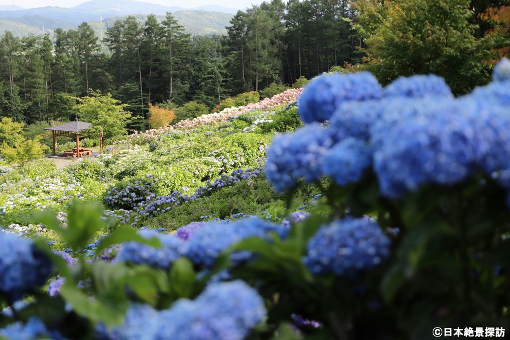 世界のあじさい・ゆりまつり/ジュピアランドひらた（福島県平田村）・斜面を埋め尽くすあじさいの群落