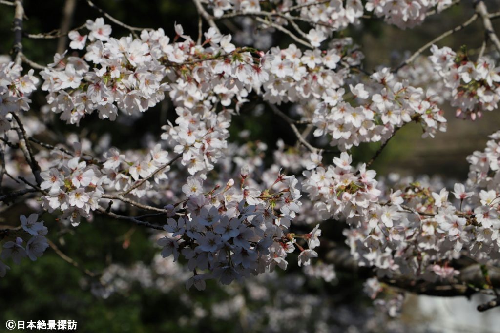 龍門の滝（栃木県那須烏山市）・桜（アップ）