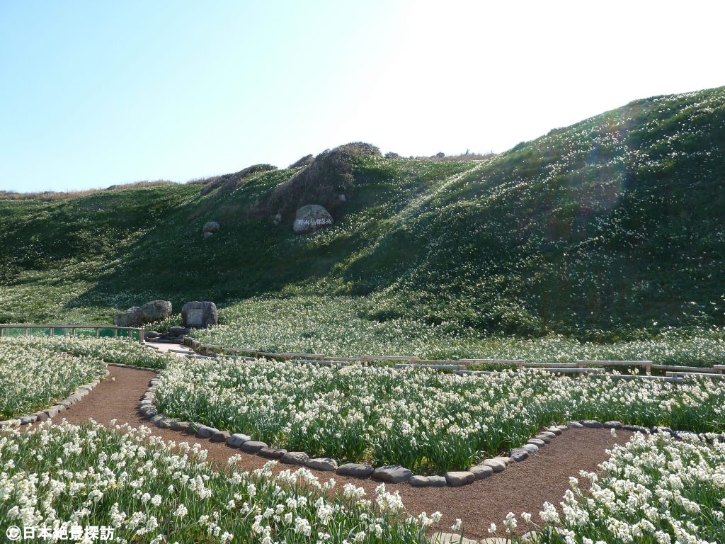 爪木崎（静岡県下田市）・野水仙群生地