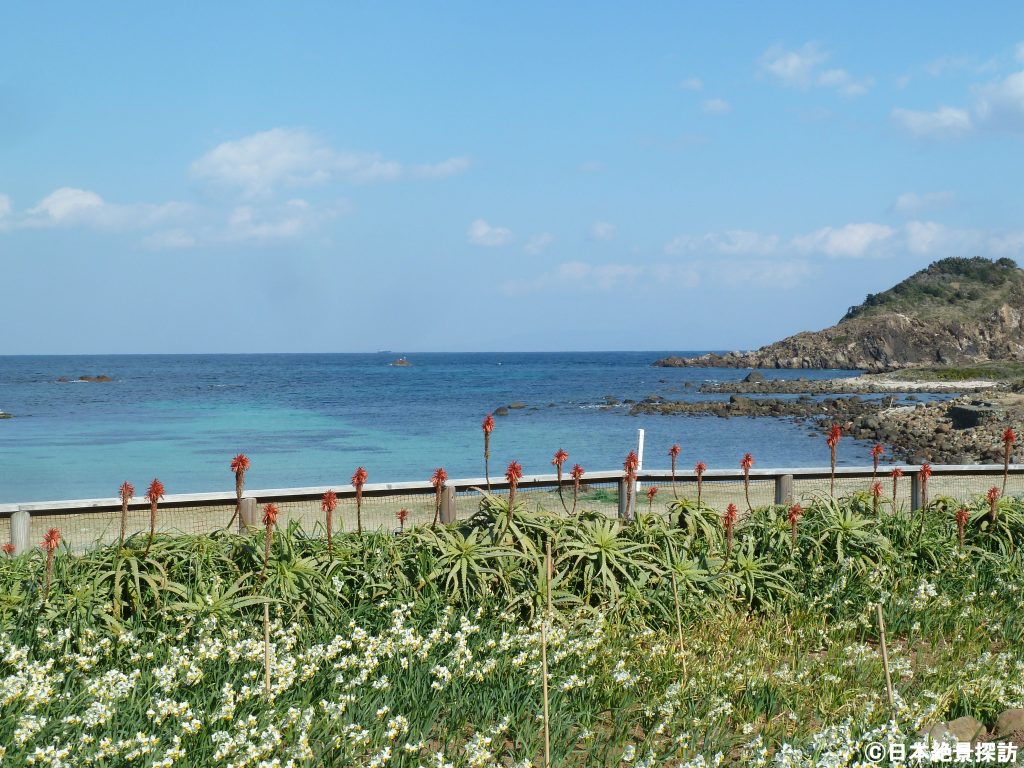 爪木崎（静岡県下田市）・南国の花とのコラボレーション