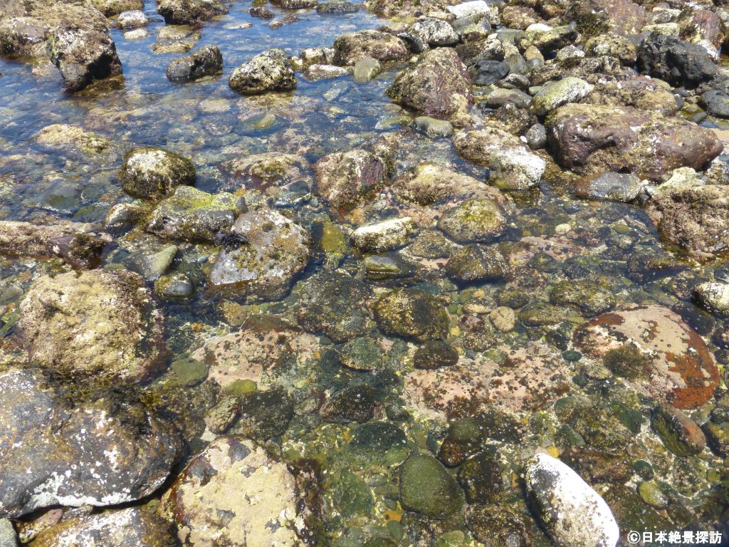 爪木崎（静岡県下田市）・夏の磯