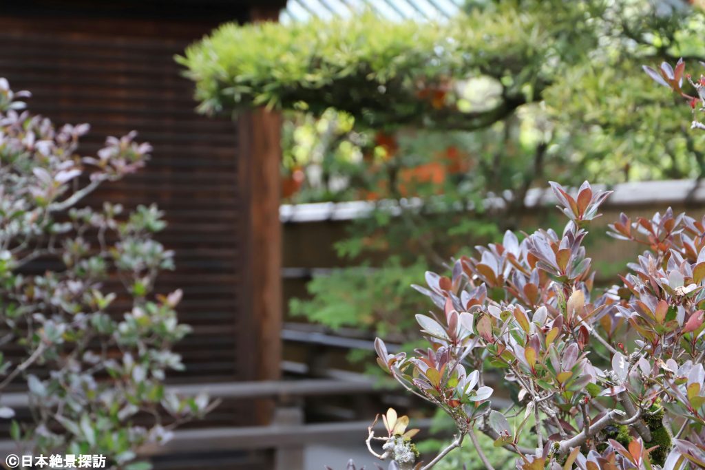 平安神宮（京都府京都市左京区）・草木の合間に