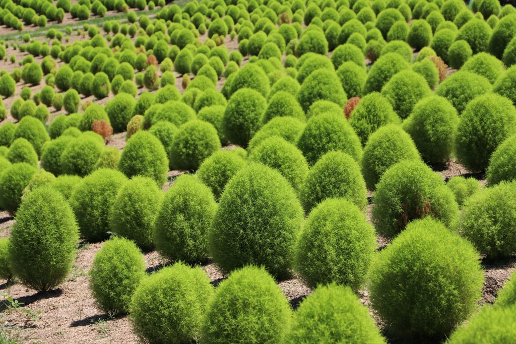 国営讃岐まんのう公園（香川県まんのう町）・夏コキア