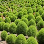 国営讃岐まんのう公園(香川県まんのう町)・夏コキア
