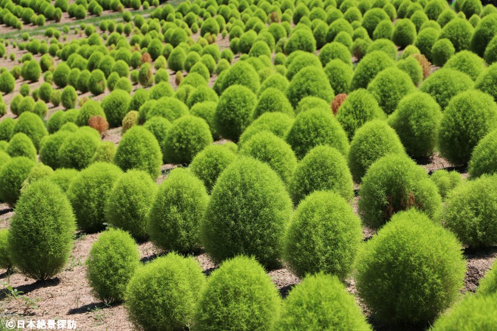 国営讃岐まんのう公園（香川県まんのう町）の夏コキア
