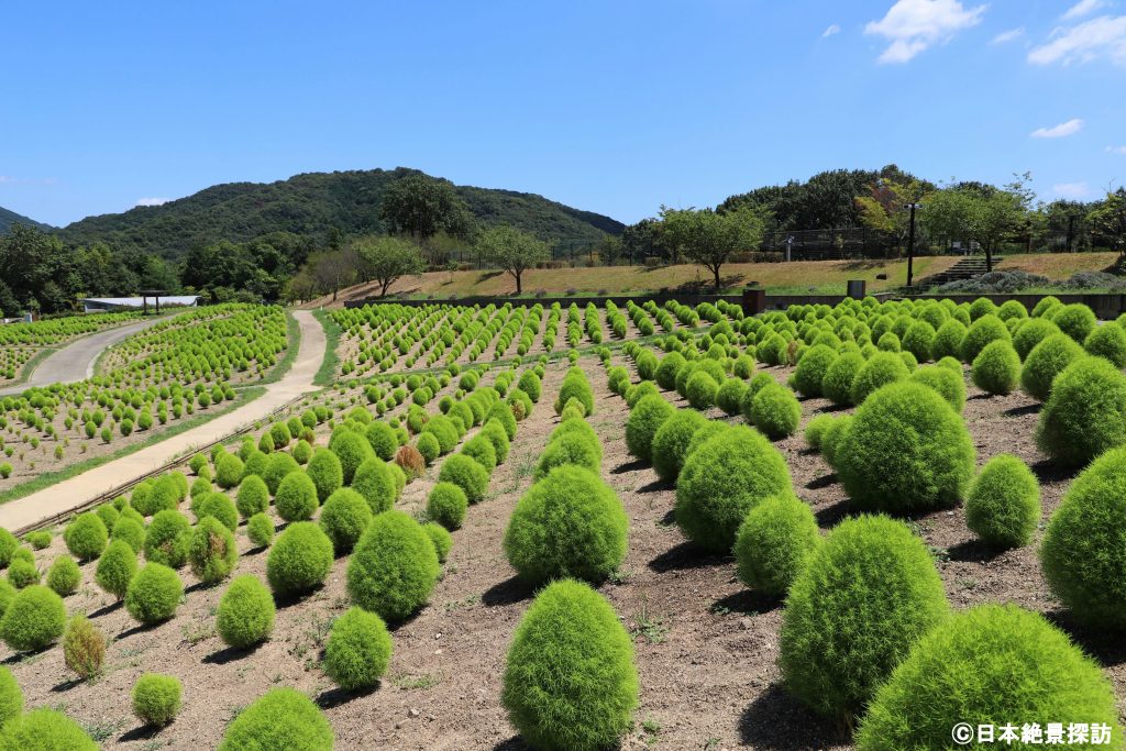 国営讃岐まんのう公園（香川県まんのう町）・遥か向こうまでコキアだらけ