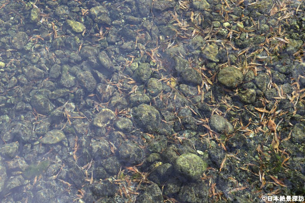 安曇野わさび田湧水群（長野県安曇野市）・素晴らしい透明度！