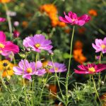 あけぼの山農業公園（千葉県柏市）のコスモス