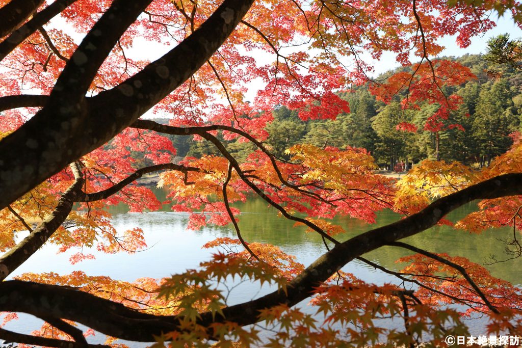 毛越寺（岩手県平泉町）の紅葉・モミジの隙間から...