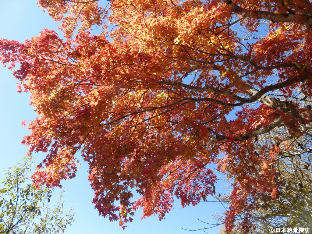 旧碓氷峠見晴台（長野県軽井沢町）・大きな紅葉の傘