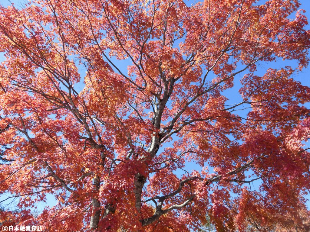 旧碓氷峠見晴台（長野県軽井沢町）・大木