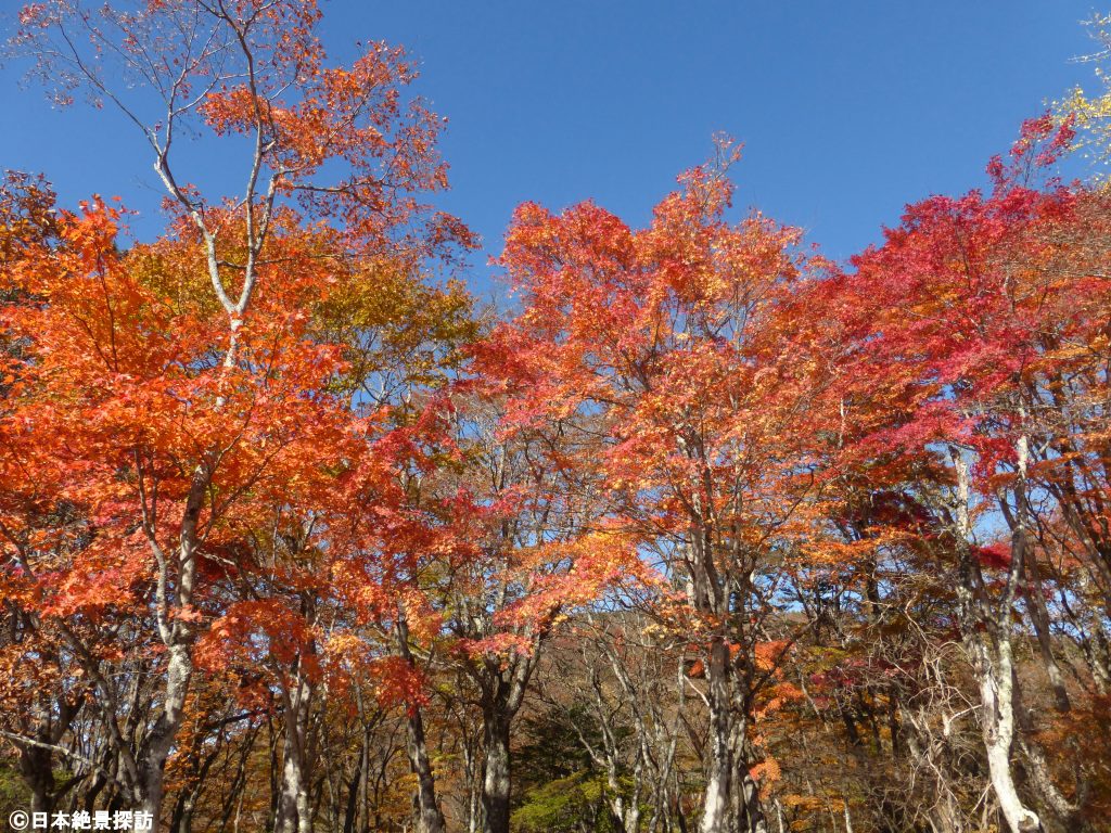 旧碓氷峠見晴台（長野県軽井沢町）・紅葉並木