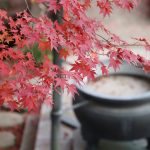 輪王寺（宮城県仙台市青葉区）・庭園の紅葉