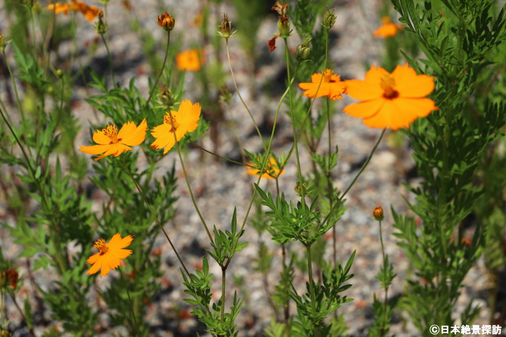 高岡大仏（富山県高岡市）・境内のキバナコスモス