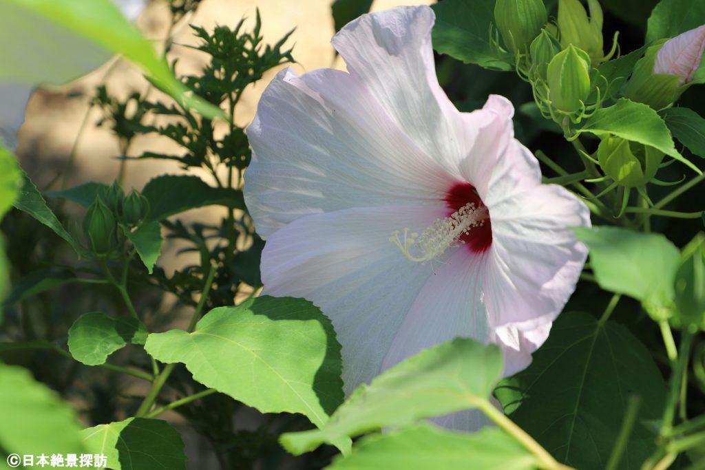高岡大仏（富山県高岡市）・タチアオイ