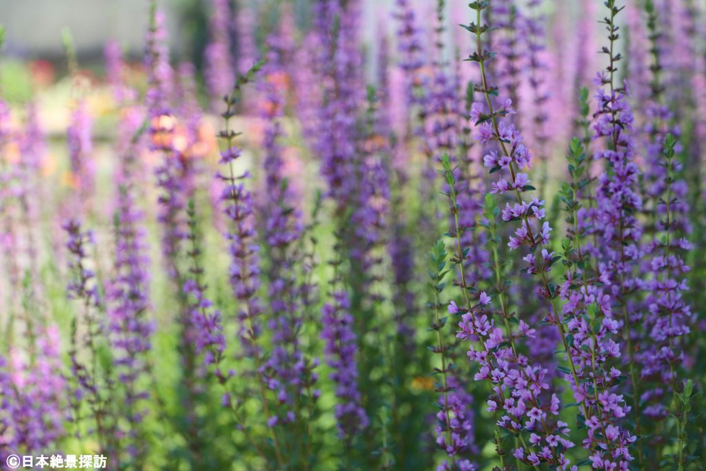 高岡大仏（富山県高岡市）・紫の世界