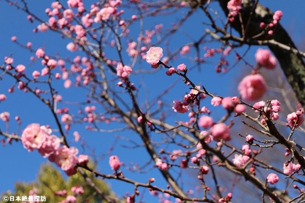 池上梅園（東京都大田区）・青空に映える