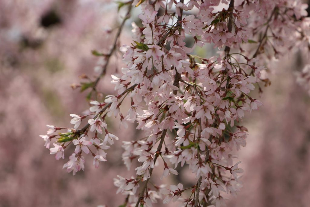 倉津川のしだれ桜（山形県天童市）