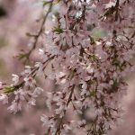 倉津川のしだれ桜（山形県天童市）