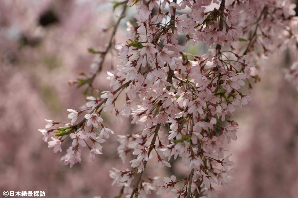 倉津川のしだれ桜（山形県天童市）・降り注ぐ