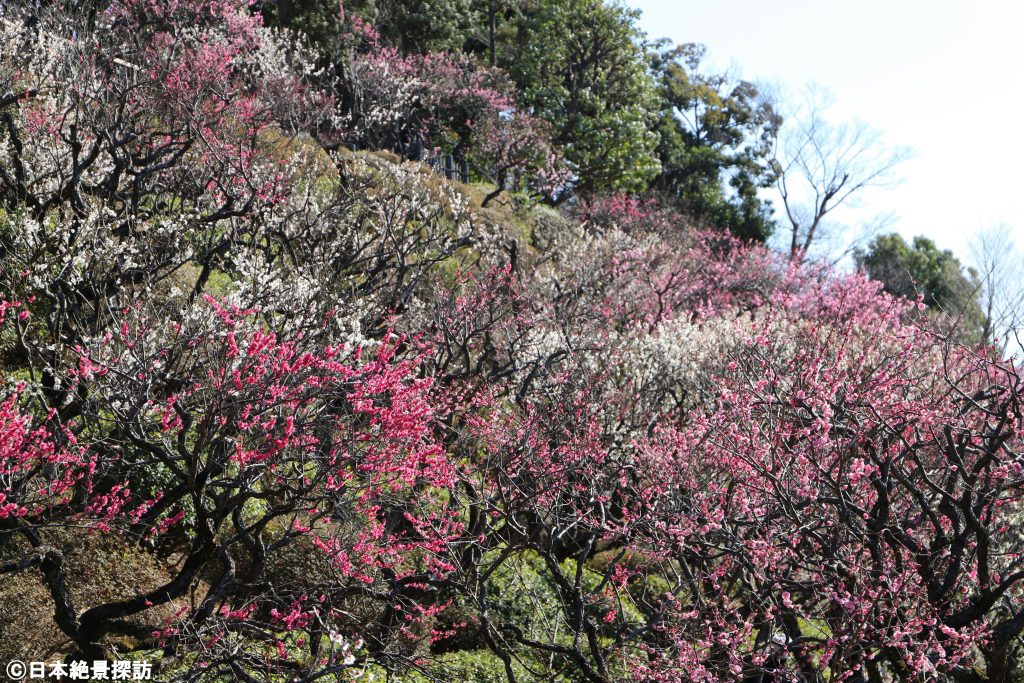池上梅園（東京都大田区）・見上げる梅の世界