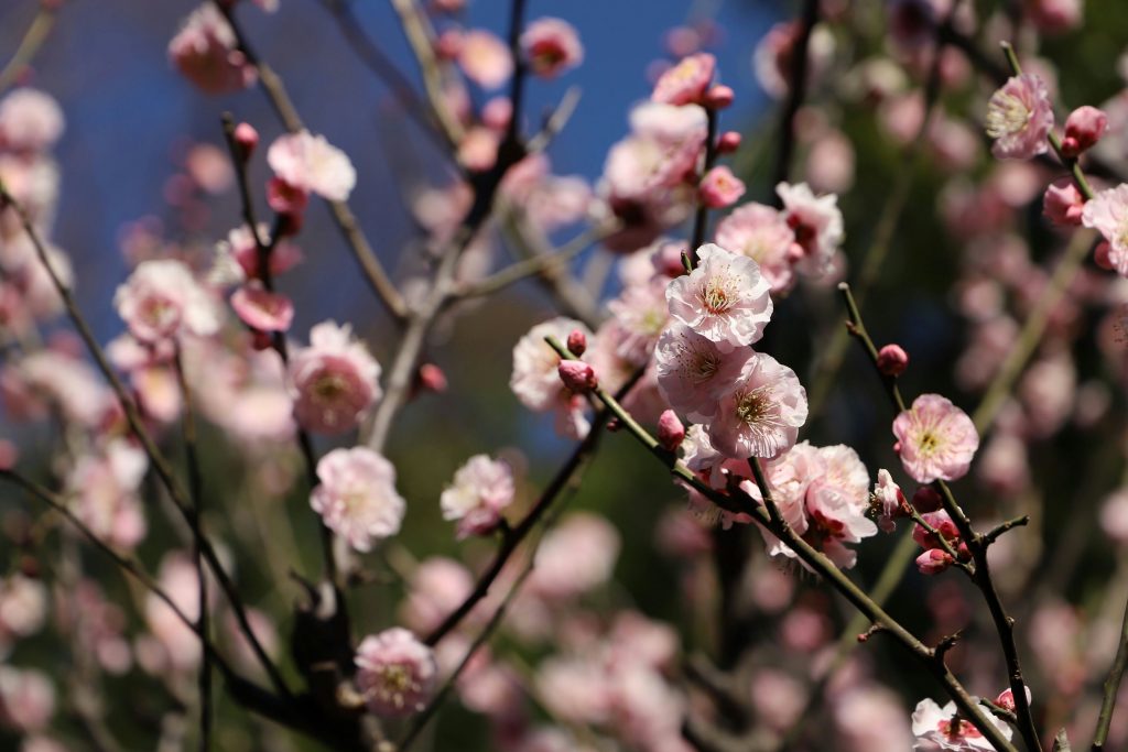 池上梅園（東京都大田区）