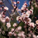 池上梅園(東京都大田区)