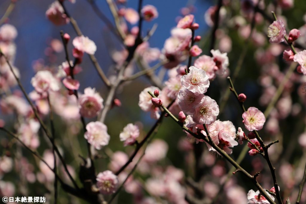池上梅園（東京都大田区）・咲き乱れ