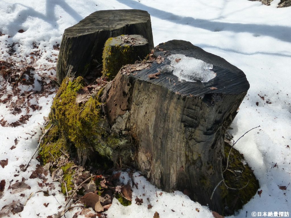 塔のへつり（福島県下郷町）・切り株