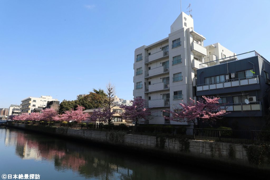 大横川（東京都江東区）の河津桜・川向かい