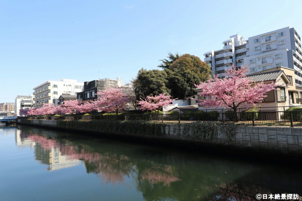 大横川（東京都江東区）の河津桜・水面もピンク色に…