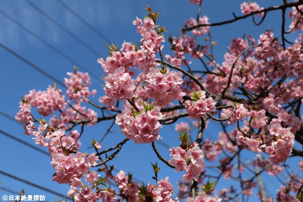 大横川（東京都江東区）・電線と河津桜