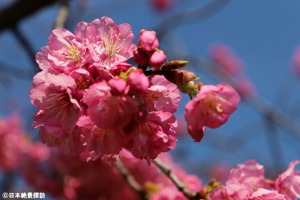 大横川（東京都江東区）の河津桜・上を向いて