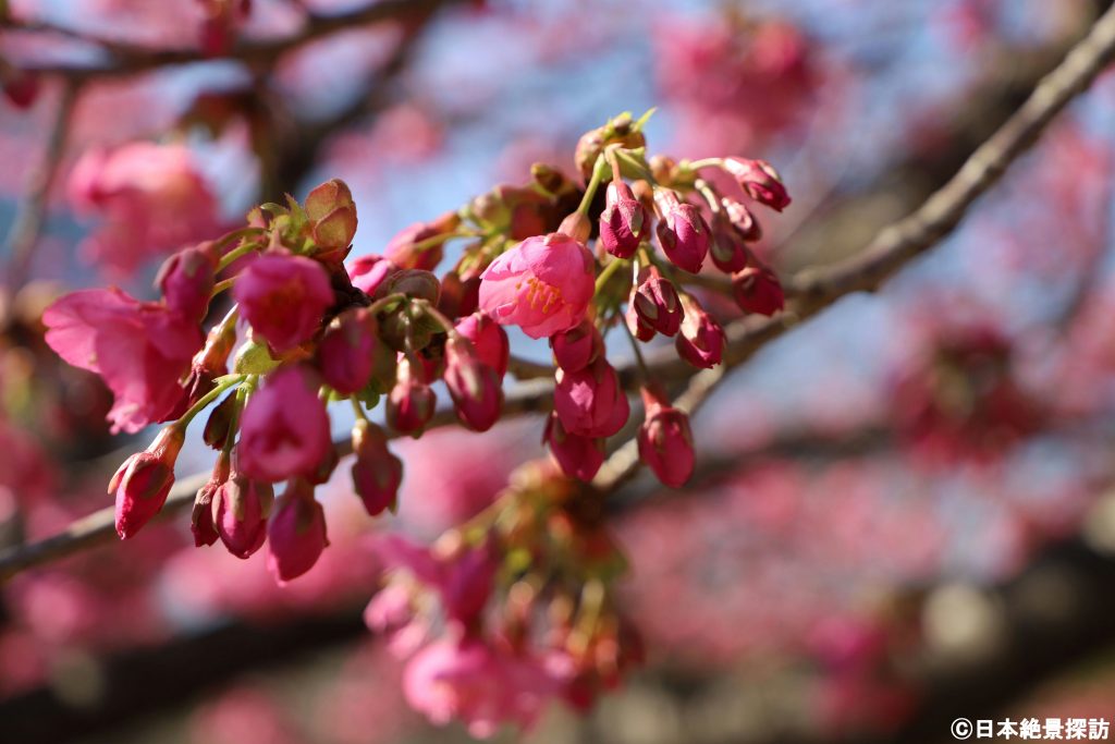 大横川（東京都江東区）の河津桜・開きかけ