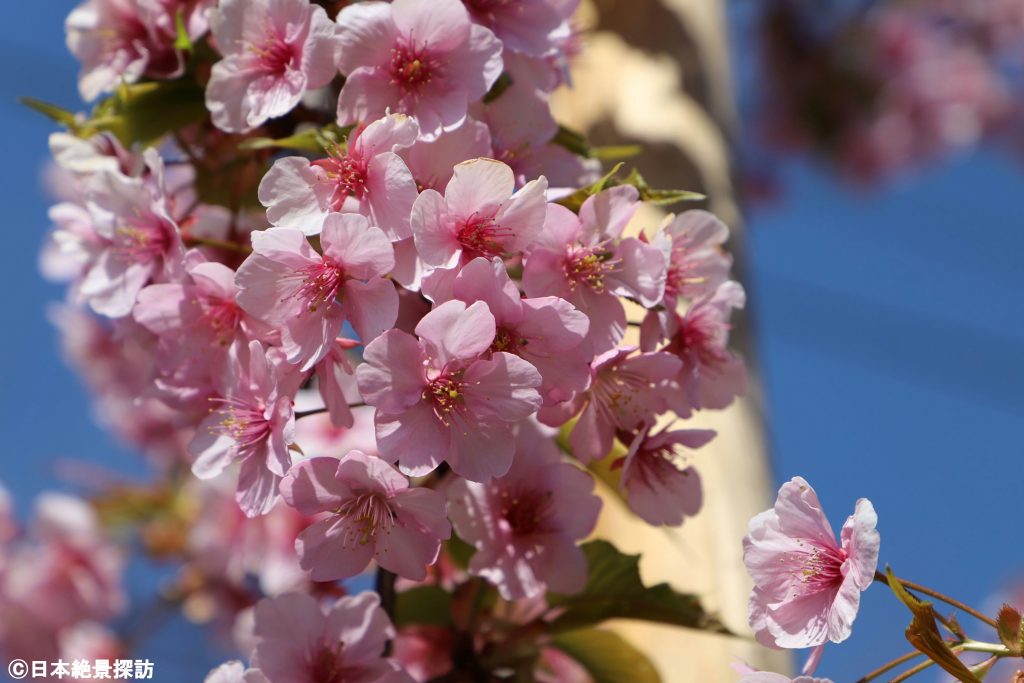 大横川（東京都江東区）の河津桜・柱に沿って