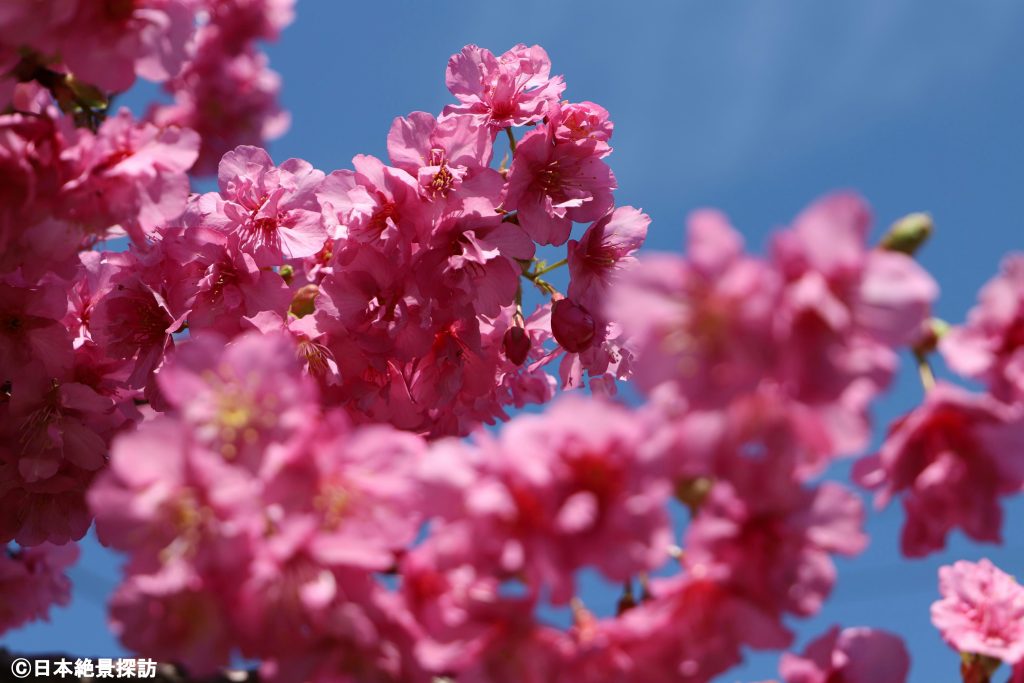 大横川（東京都江東区）の河津桜・奥に焦点