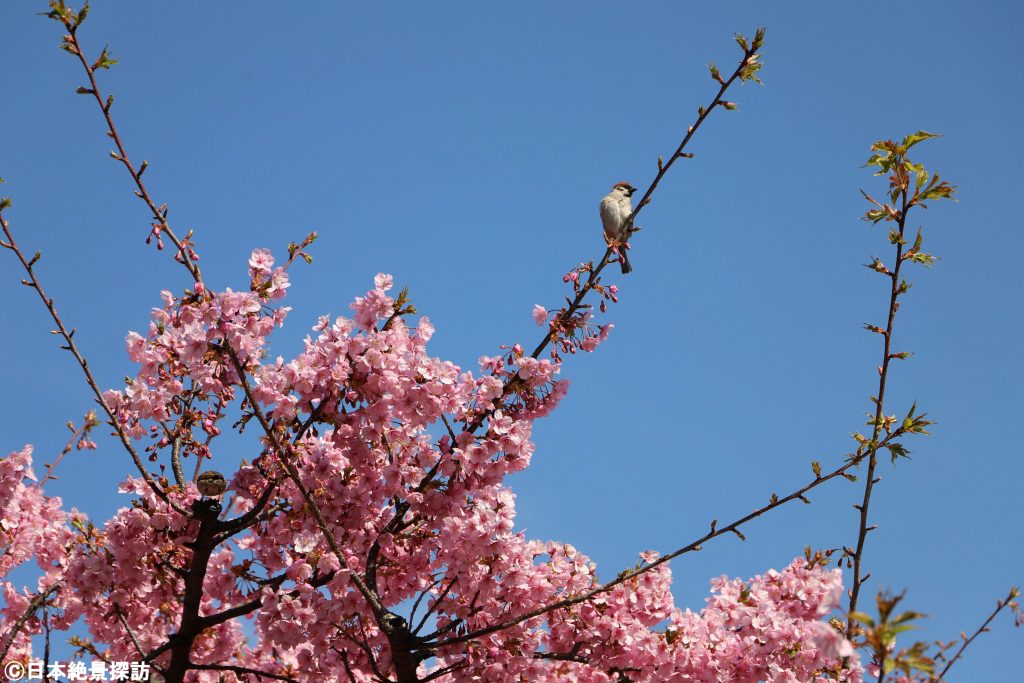 大横川（東京都江東区）の河津桜・枝の上にスズメがとまる