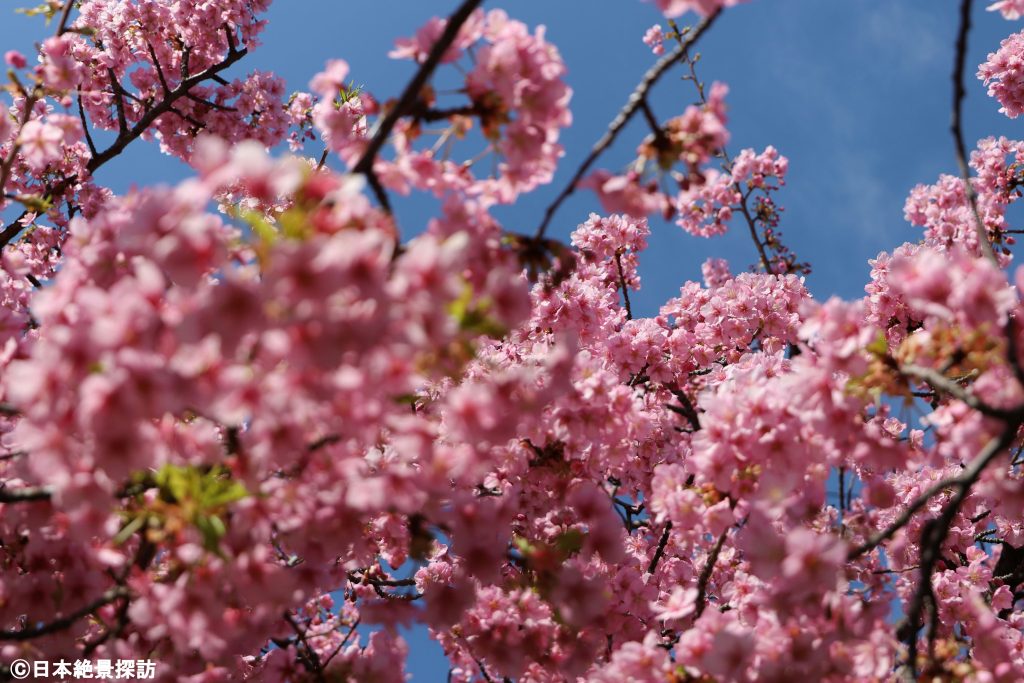 大横川（東京都江東区）の河津桜・花盛りの世界