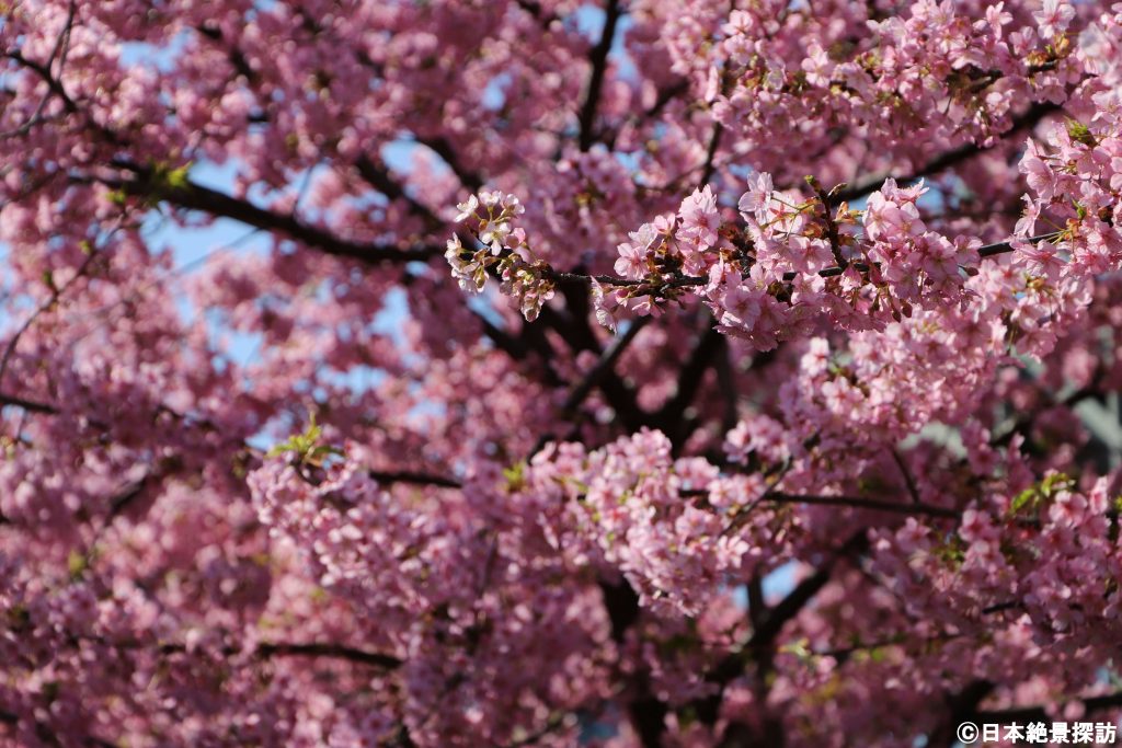 大横川（東京都江東区）の河津桜・ピンクのキラキラ