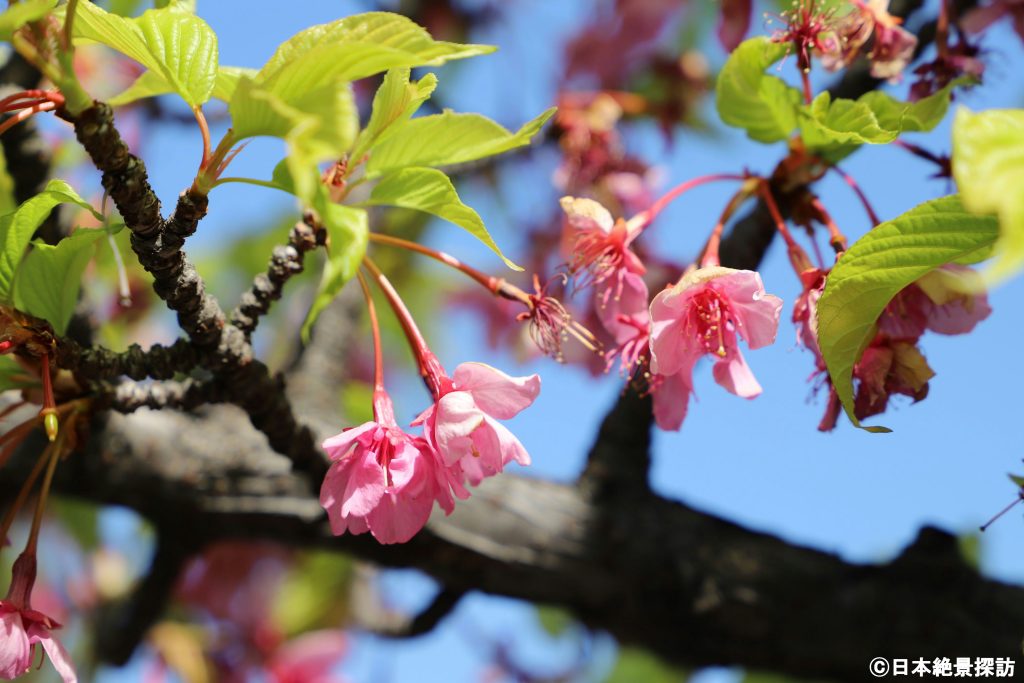 大横川（東京都江東区）の河津桜・葉桜