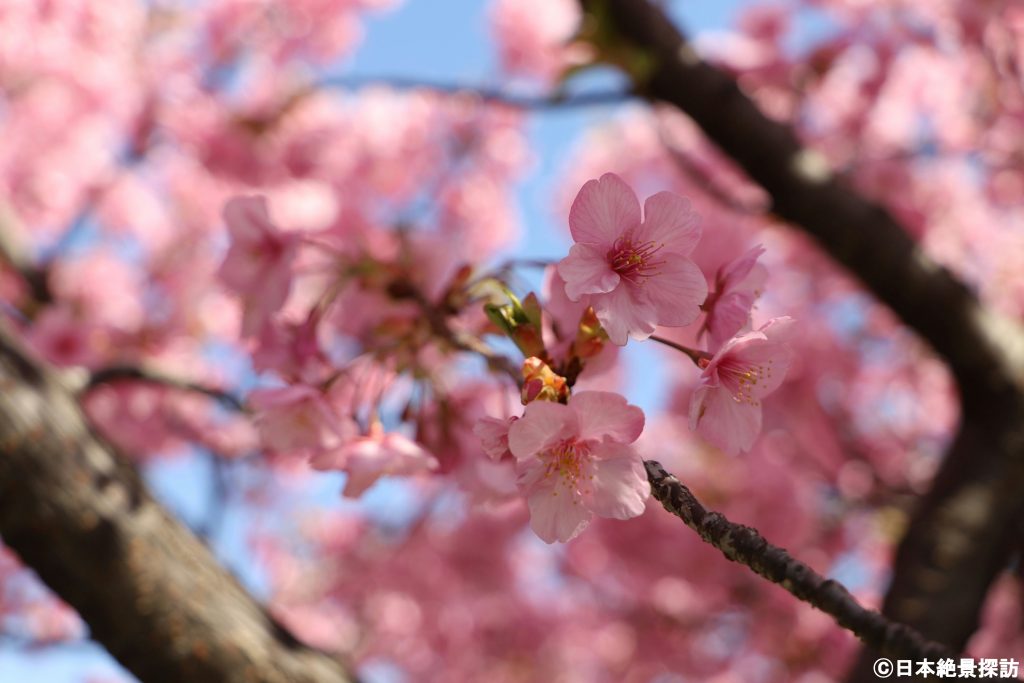 大横川（東京都江東区）の河津桜・枝の内側